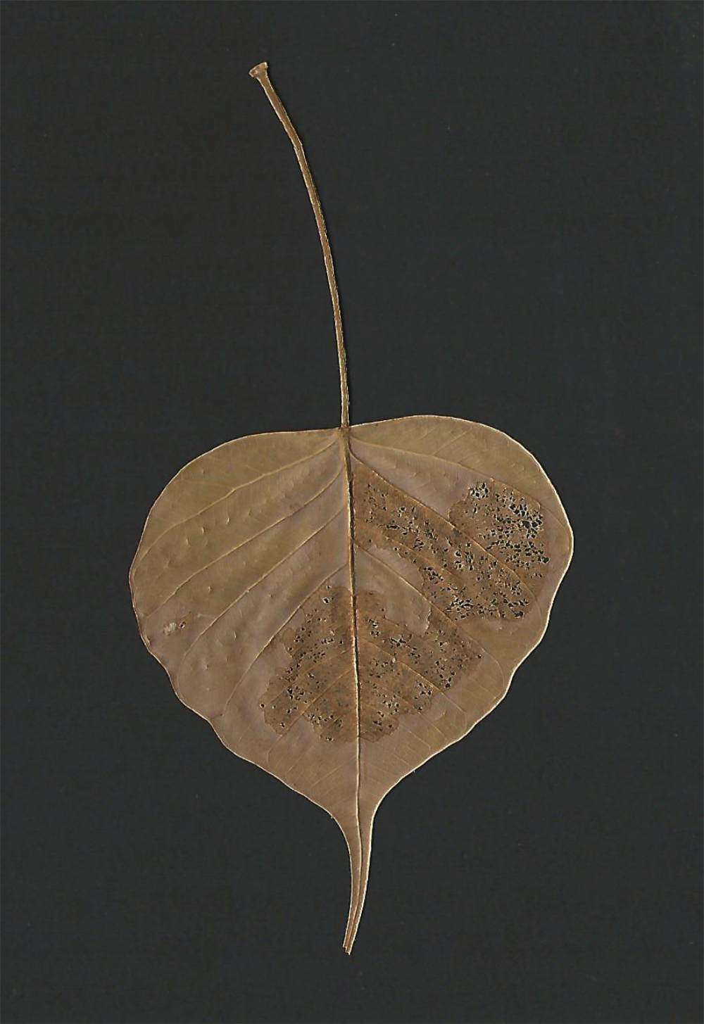 Leaf from the Bhodi tree 1